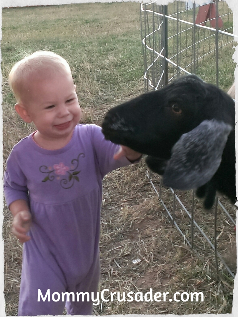 Feeding the goats | MommyCrusader.com