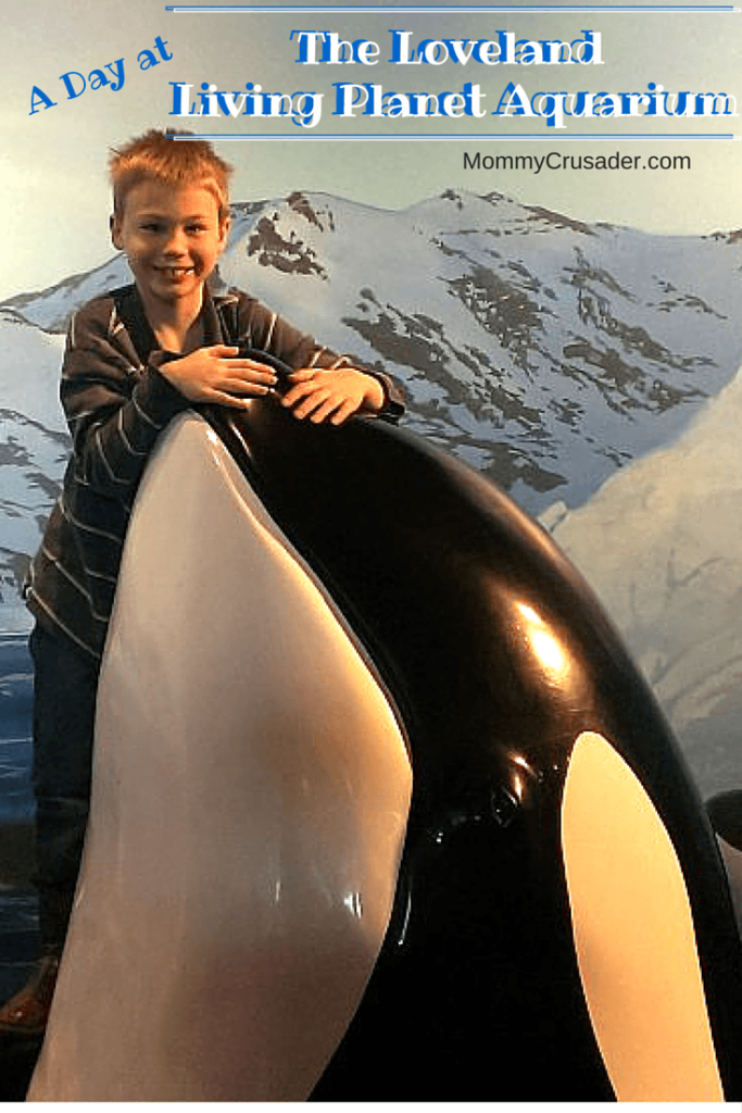 We enjoyed a fantastic day at the Loveland Living Planet Aquarium. My second grader even got to take a ride on the whales -- (the whales were statues, of course.) 