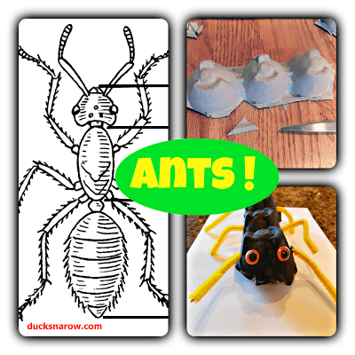 ANTs.png (1)